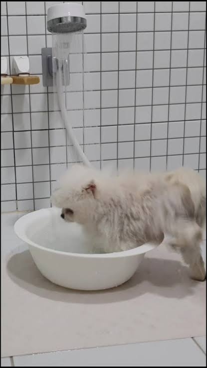 体を洗うとき、ボディタオル？手？