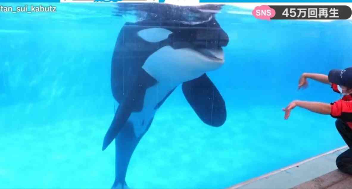 「パンダ、そんなにいてほしいですか？」と古市憲寿氏　阿川佐和子さんも「ネットで見ればいいでしょう」