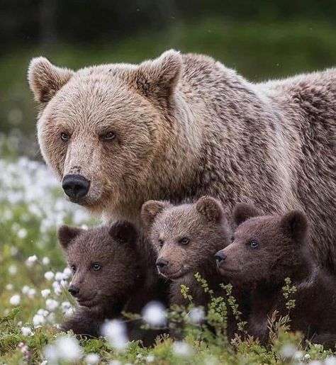 「パンダ、そんなにいてほしいですか？」と古市憲寿氏　阿川佐和子さんも「ネットで見ればいいでしょう」