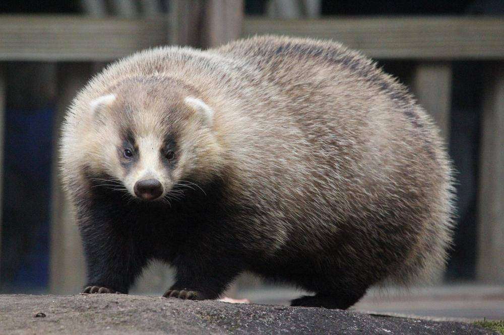 「パンダ、そんなにいてほしいですか？」と古市憲寿氏　阿川佐和子さんも「ネットで見ればいいでしょう」