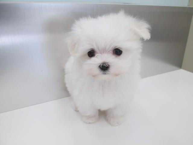 実はマルチのもの Part4