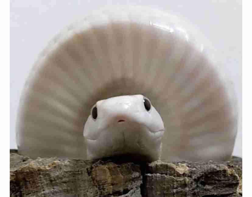 ゾロ目の投稿秒数だったら、金運に恵まれるトピ💴