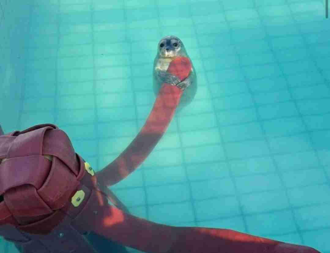 アザラシがぷかぷか浮いているだけで幸せな気分になれる動画