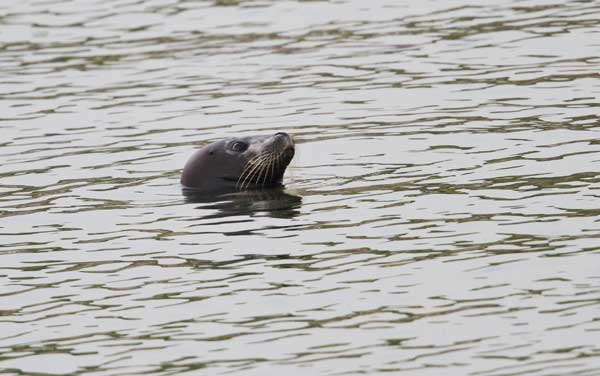 アザラシがぷかぷか浮いているだけで幸せな気分になれる動画