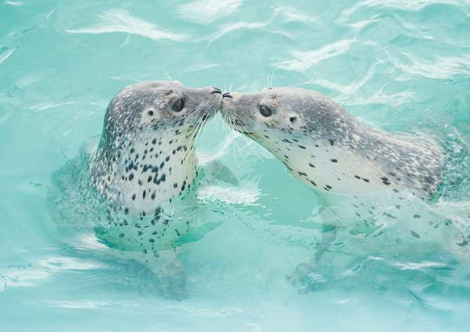 アザラシがぷかぷか浮いているだけで幸せな気分になれる動画