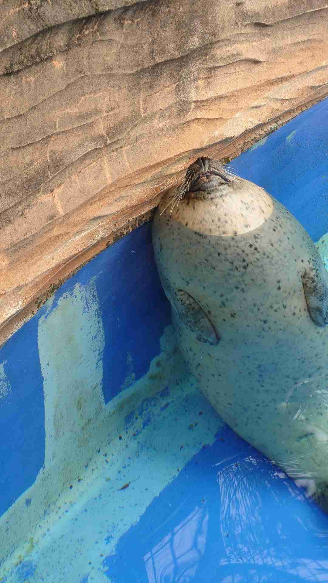 アザラシがぷかぷか浮いているだけで幸せな気分になれる動画