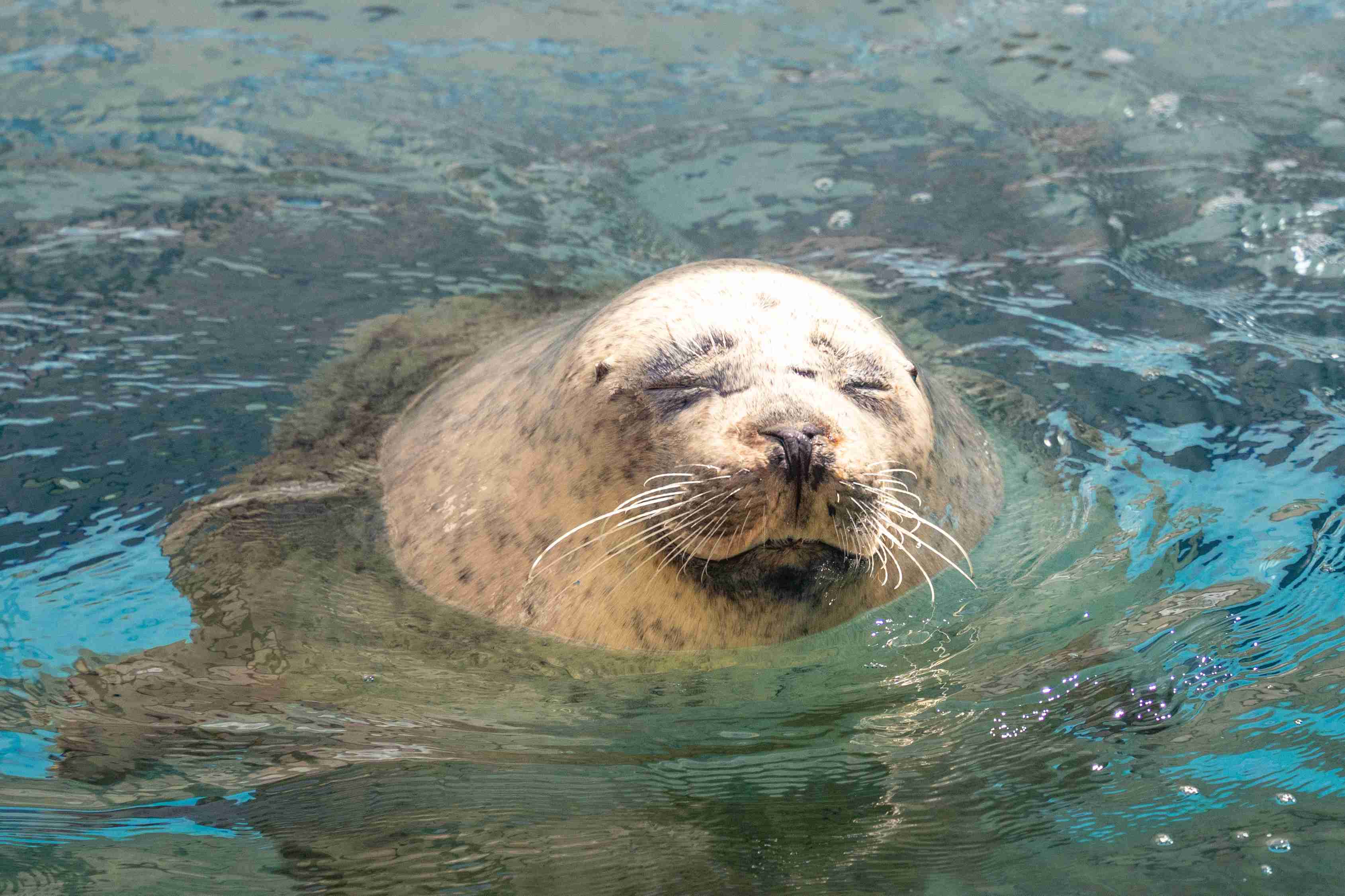 アザラシがぷかぷか浮いているだけで幸せな気分になれる動画