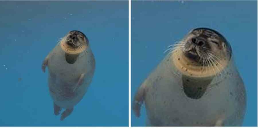 アザラシがぷかぷか浮いているだけで幸せな気分になれる動画