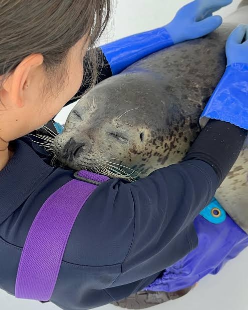 アザラシがぷかぷか浮いているだけで幸せな気分になれる動画