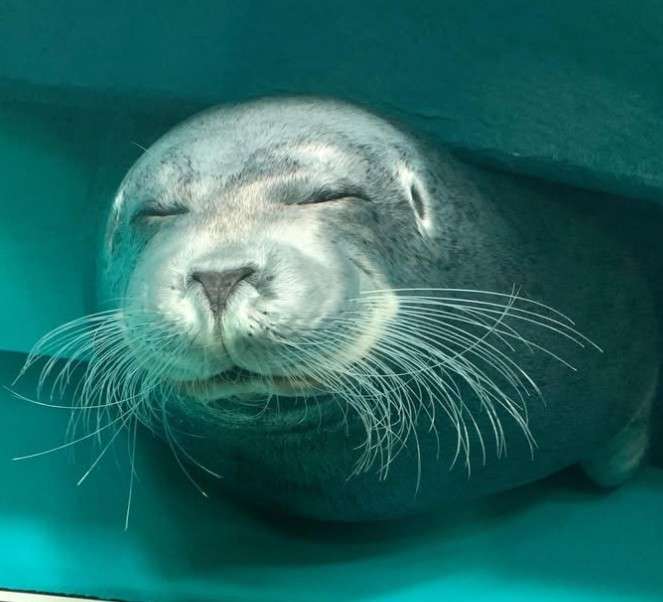 アザラシがぷかぷか浮いているだけで幸せな気分になれる動画