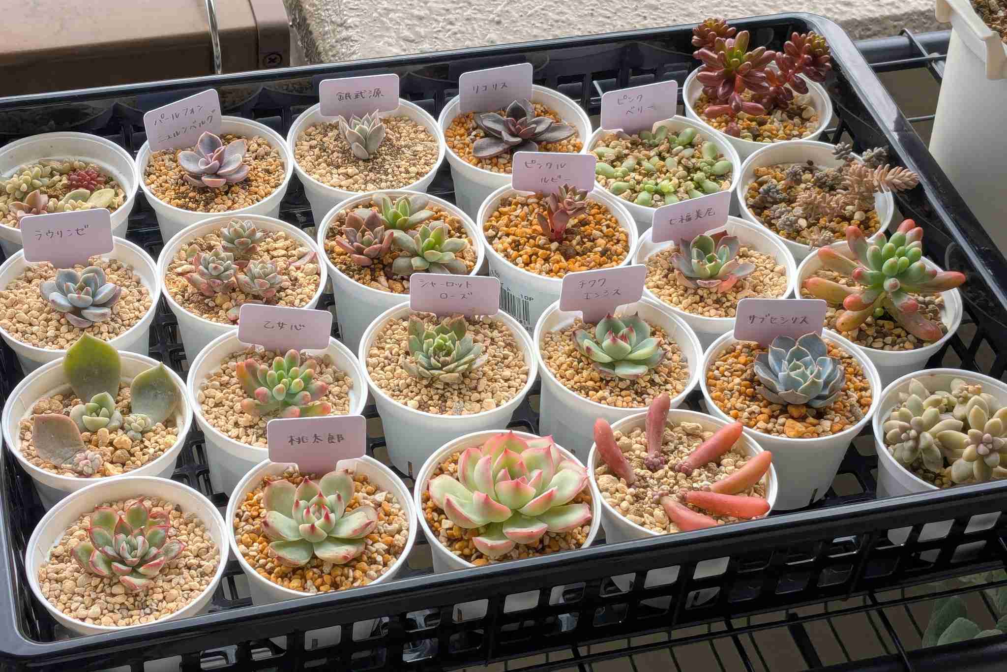 今年夢中で集めたもの