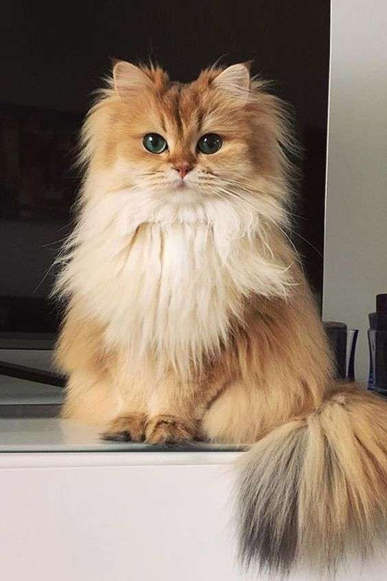 長毛猫飼ってる方