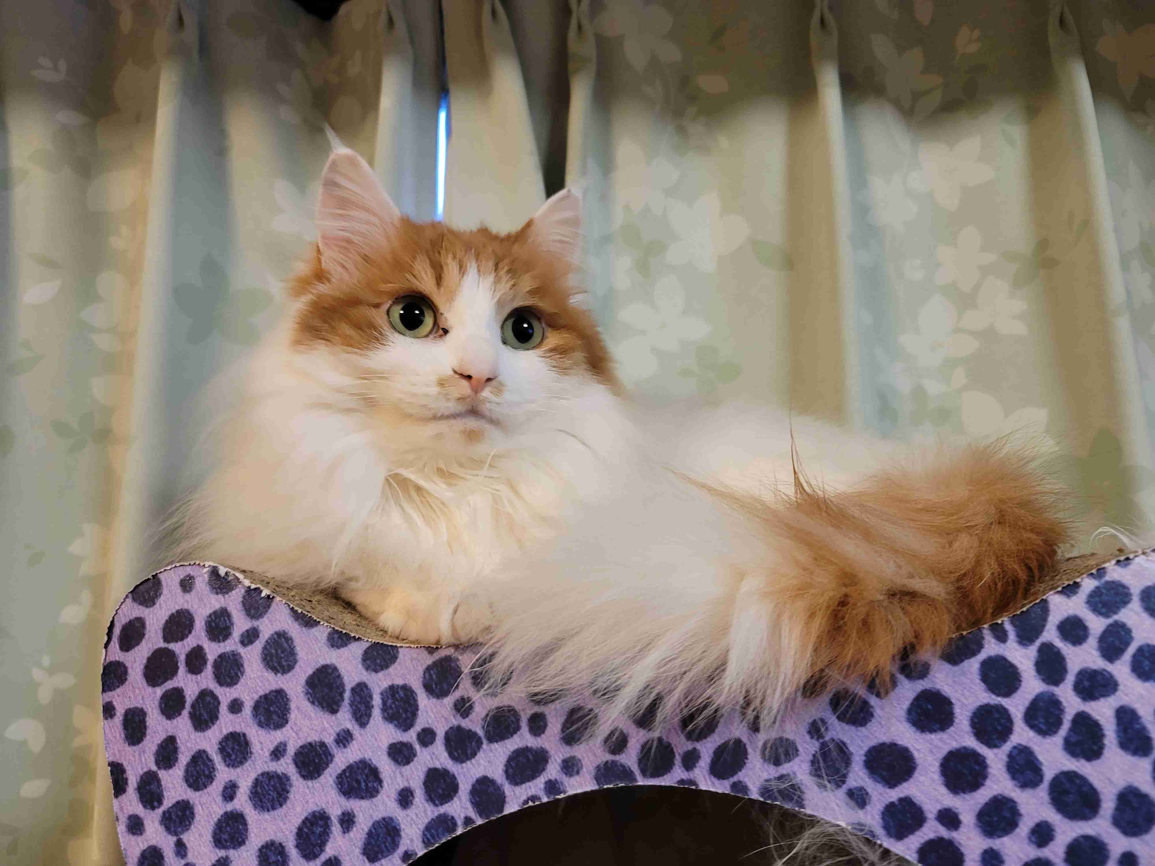 長毛猫飼ってる方