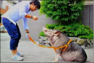 マイクロブタ・マイクロミニブタを飼っている方🐖
