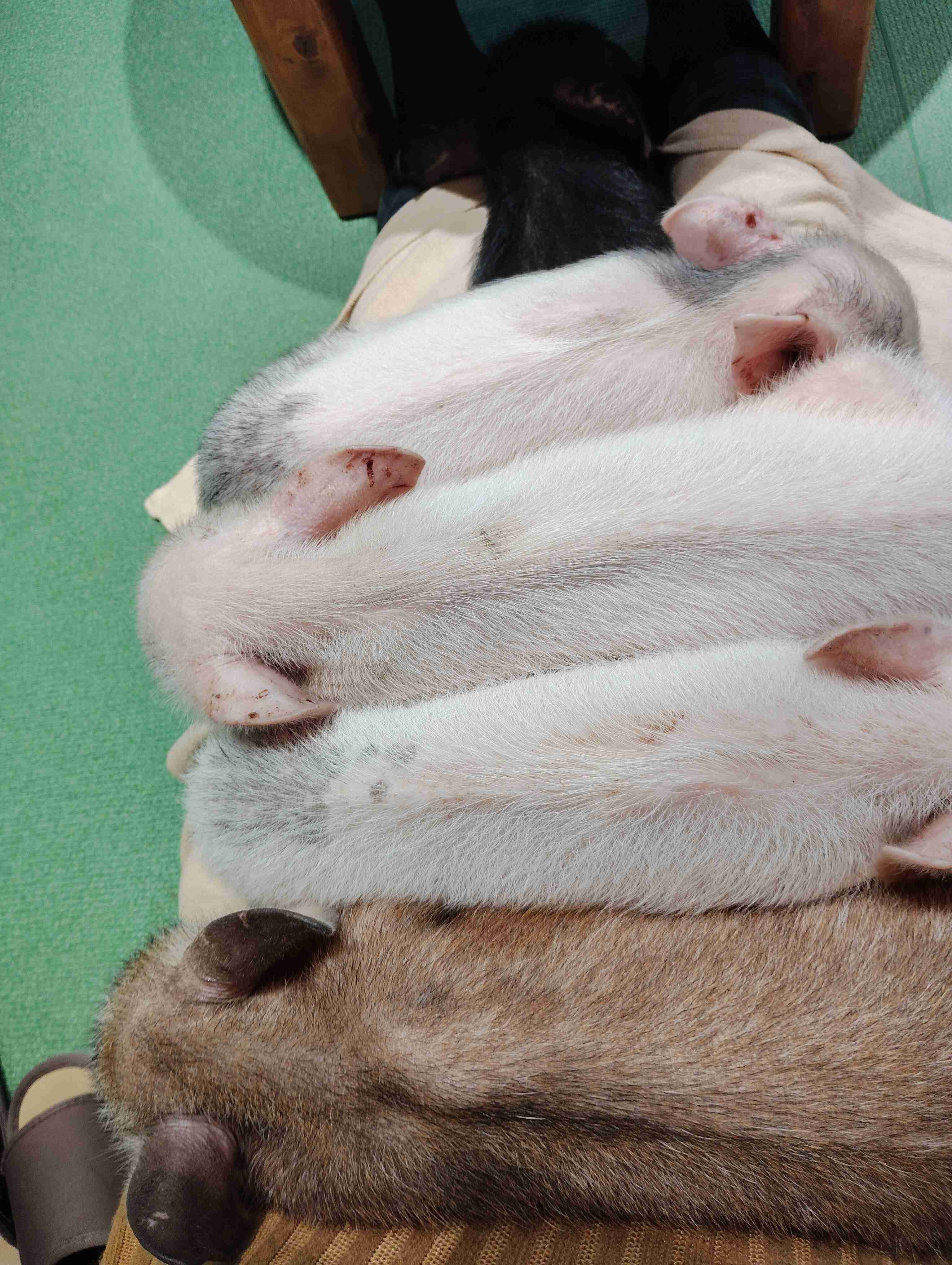 マイクロブタ・マイクロミニブタを飼っている方🐖
