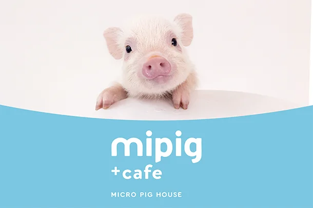 マイクロブタ・マイクロミニブタを飼っている方🐖