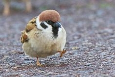 【すずめ】雀が好きな人！【スズメ】