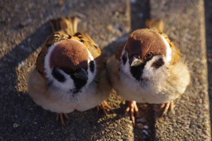 【すずめ】雀が好きな人！【スズメ】