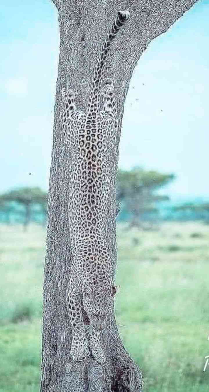 ややこしい画像