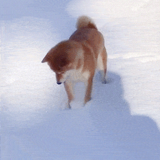 雪の中で“すやすや”…散歩中に寝ようとする柴犬 ⇒ 「寝たら死ぬぞ〜」「あるあるです！」と共感集まる