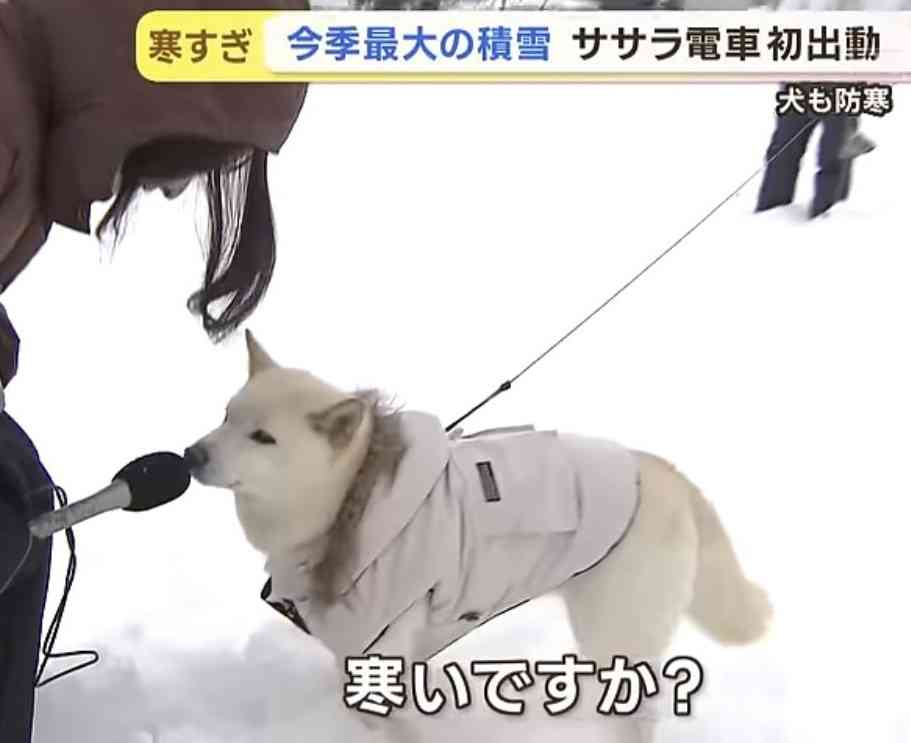 雪の中で“すやすや”…散歩中に寝ようとする柴犬 ⇒ 「寝たら死ぬぞ〜」「あるあるです！」と共感集まる