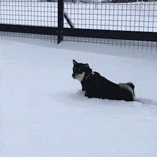 雪の中で“すやすや”…散歩中に寝ようとする柴犬 ⇒ 「寝たら死ぬぞ〜」「あるあるです！」と共感集まる