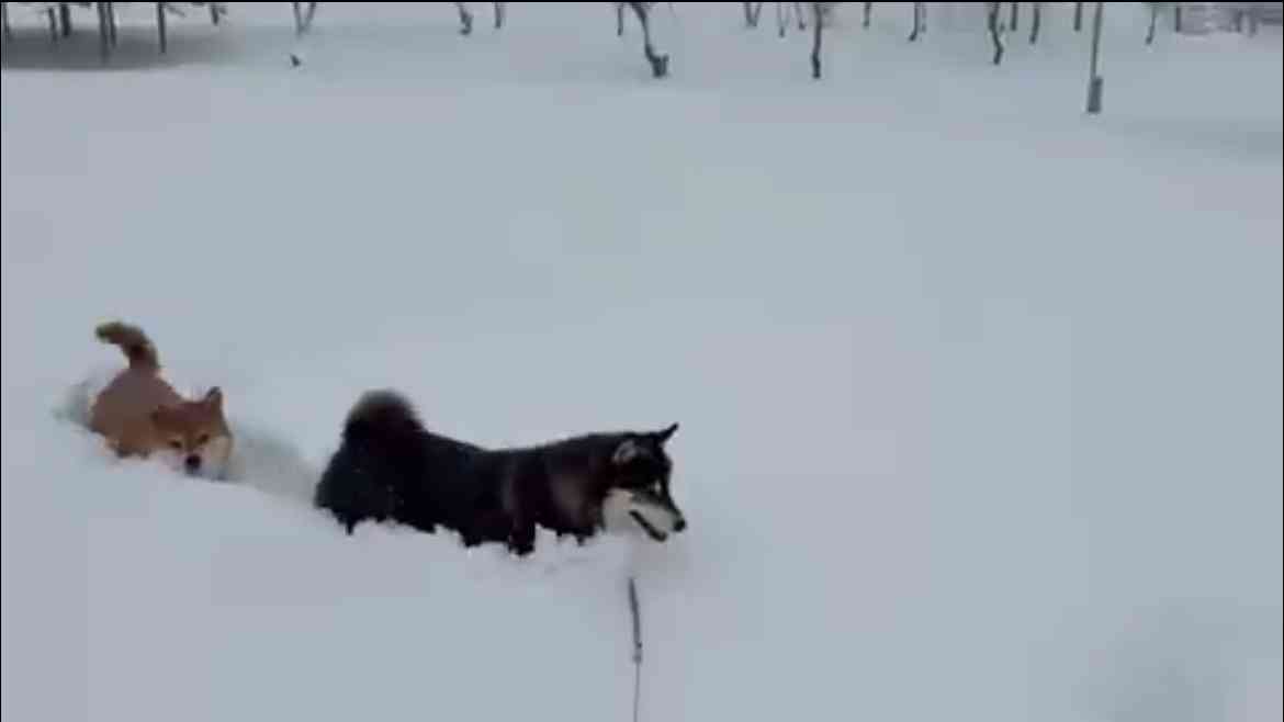 雪の中で“すやすや”…散歩中に寝ようとする柴犬 ⇒ 「寝たら死ぬぞ〜」「あるあるです！」と共感集まる