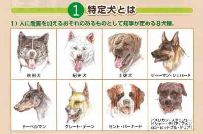 甲斐犬２匹逃走、通行人かまれる　沖縄・石垣島