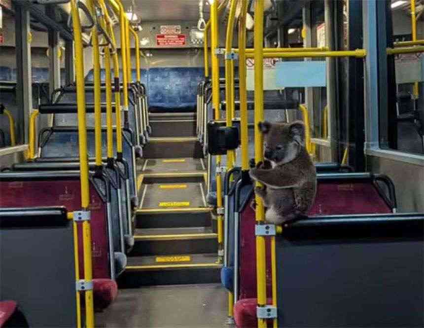 コアラ、バスに乗る。道路で迷子になっていたところを運転手に保護され無事帰宅