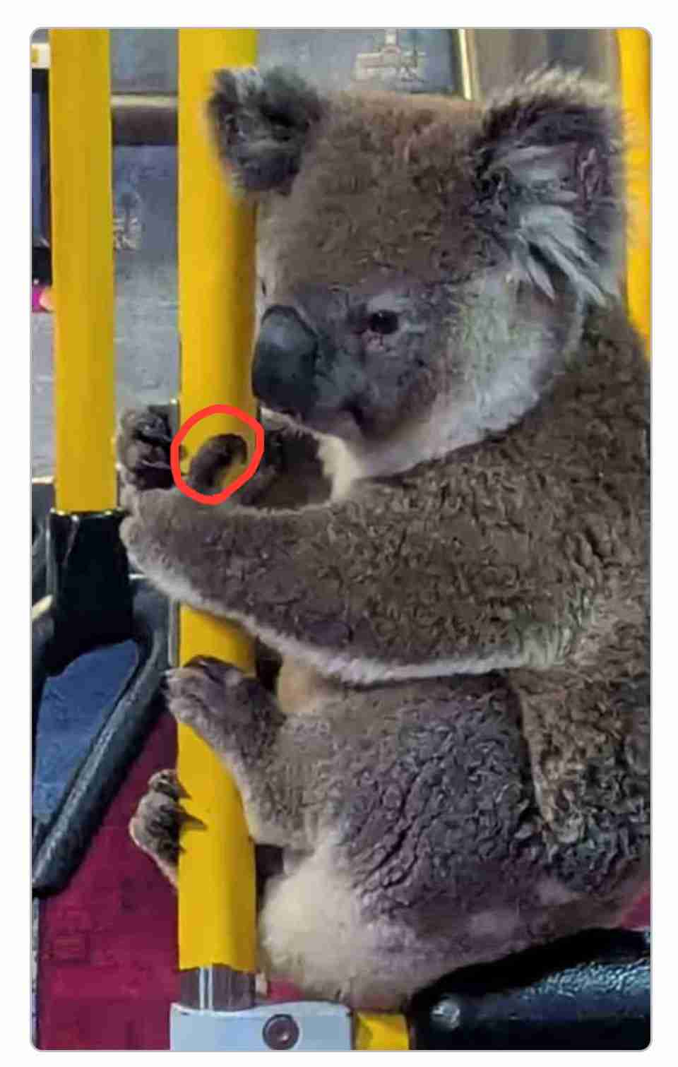 コアラ、バスに乗る。道路で迷子になっていたところを運転手に保護され無事帰宅