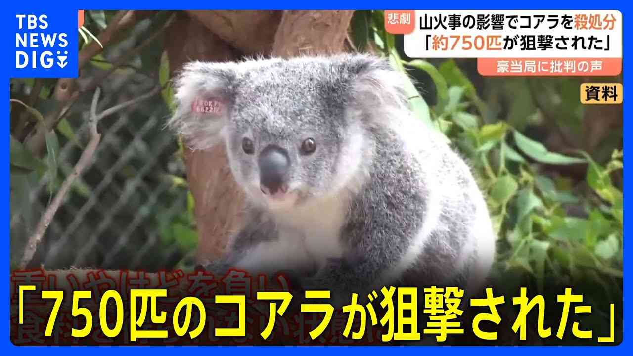 コアラ、バスに乗る。道路で迷子になっていたところを運転手に保護され無事帰宅