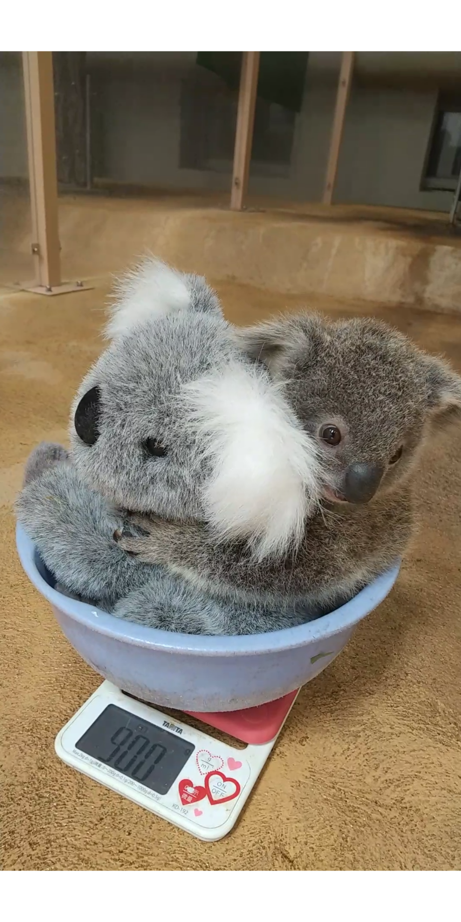 コアラ、バスに乗る。道路で迷子になっていたところを運転手に保護され無事帰宅