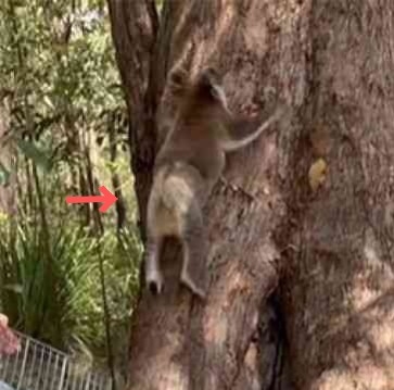 コアラ、バスに乗る。道路で迷子になっていたところを運転手に保護され無事帰宅