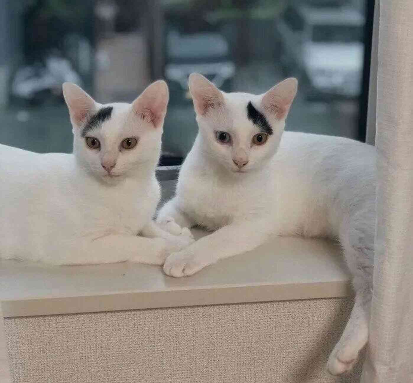 【犬】個性的な模様【猫など】