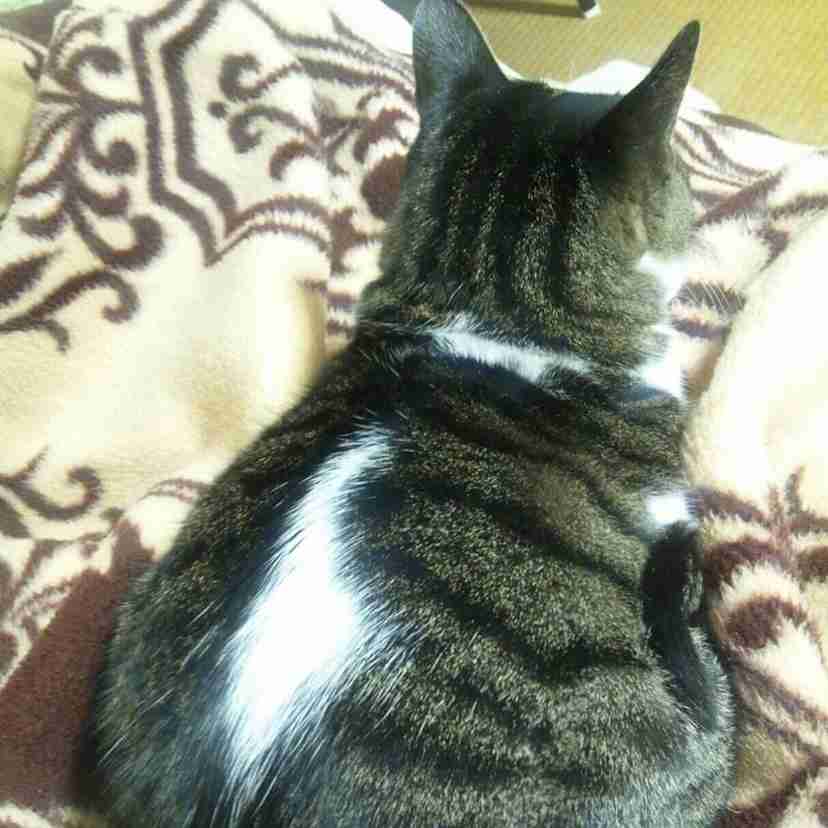 【犬】個性的な模様【猫など】