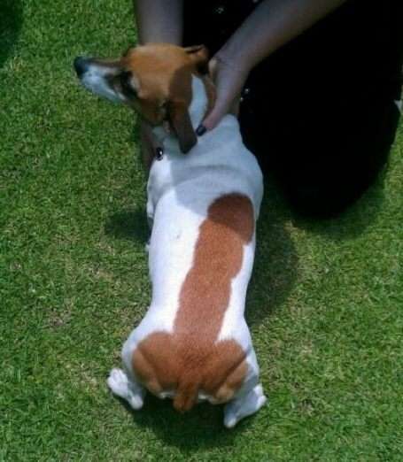 【犬】個性的な模様【猫など】