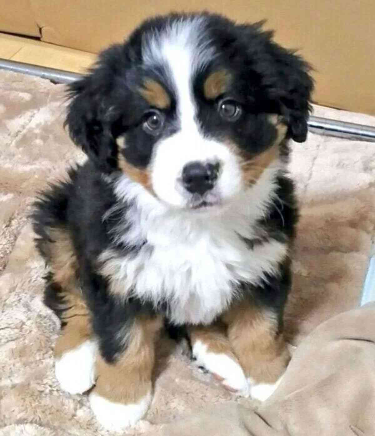 【犬】個性的な模様【猫など】