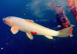 【犬】個性的な模様【猫など】