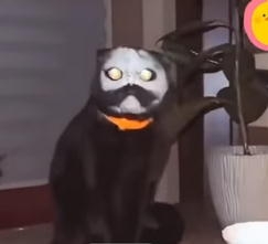 【犬】個性的な模様【猫など】