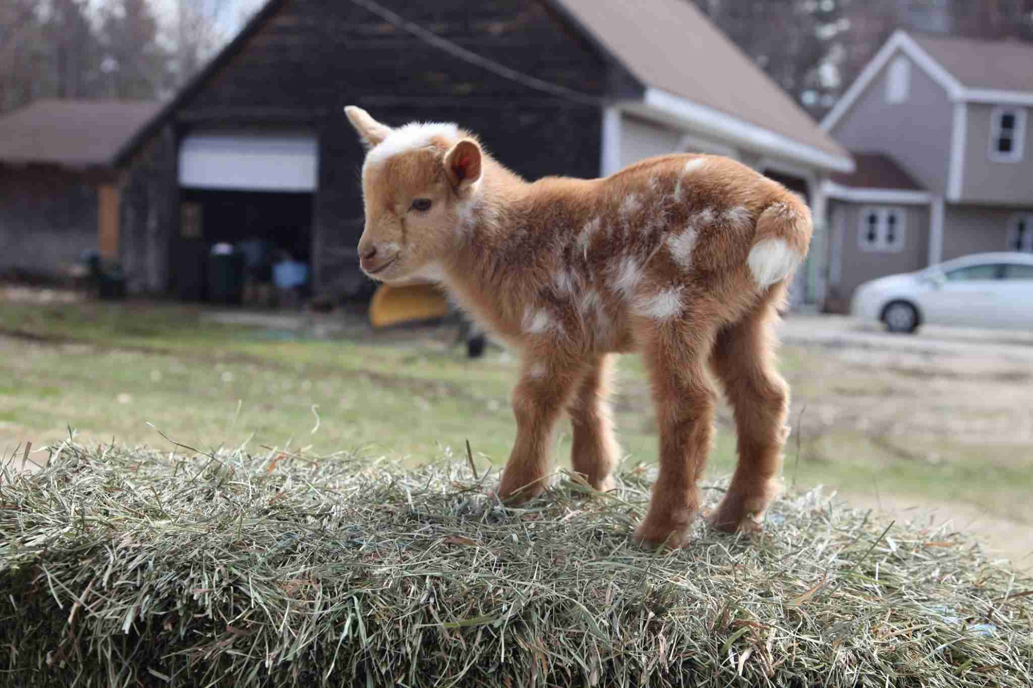 【犬】個性的な模様【猫など】