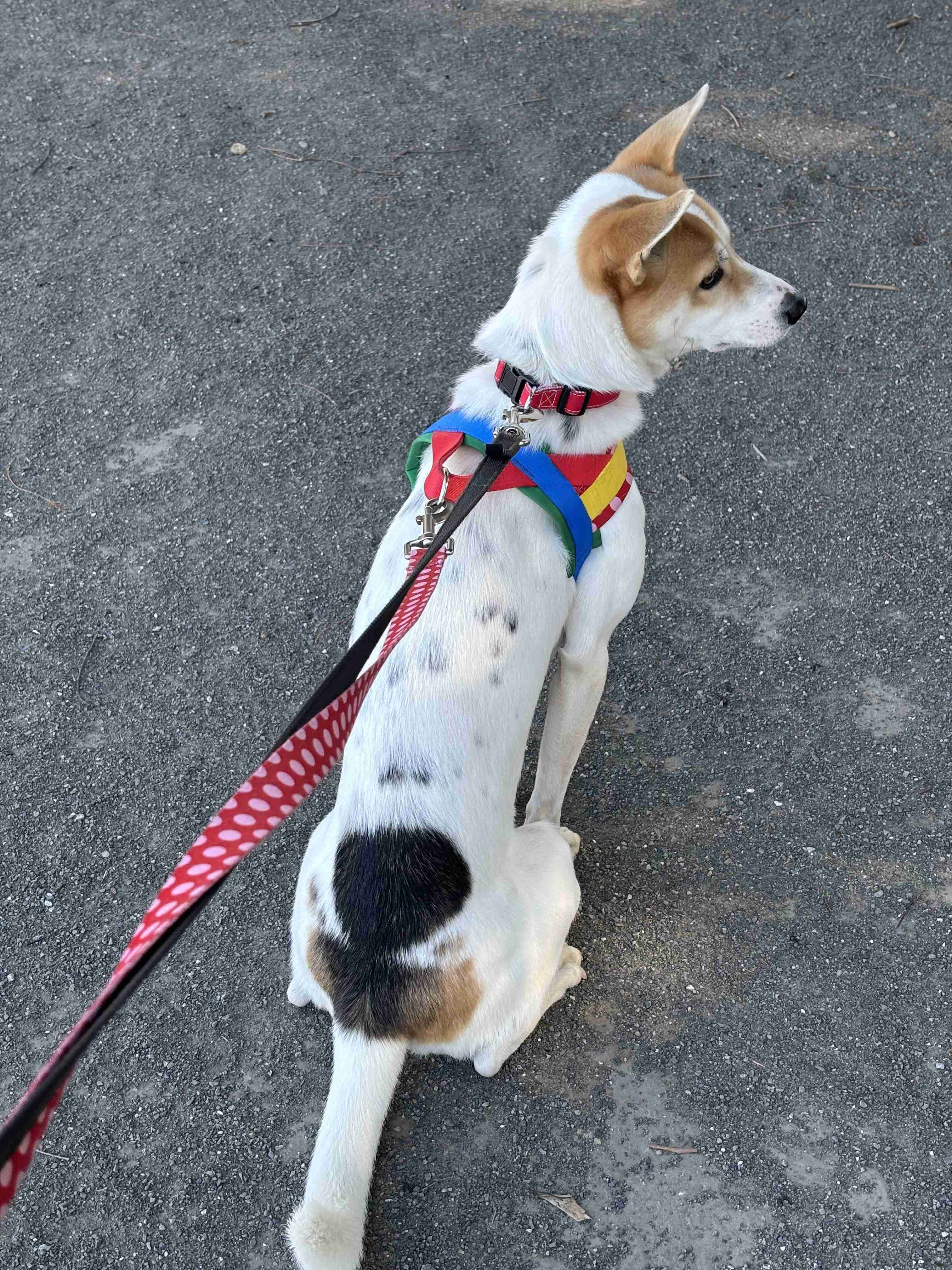 【犬】個性的な模様【猫など】