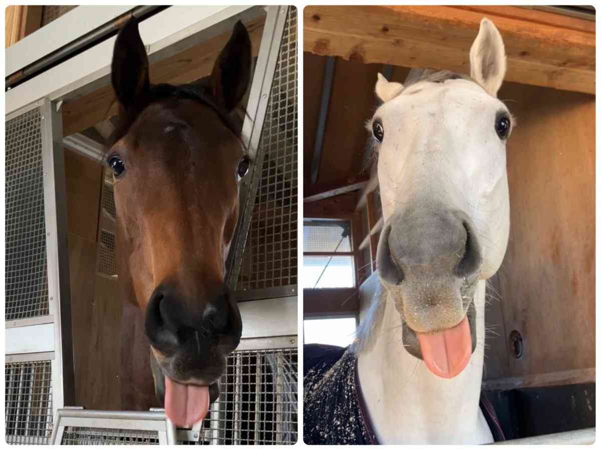 【犬】個性的な模様【猫など】