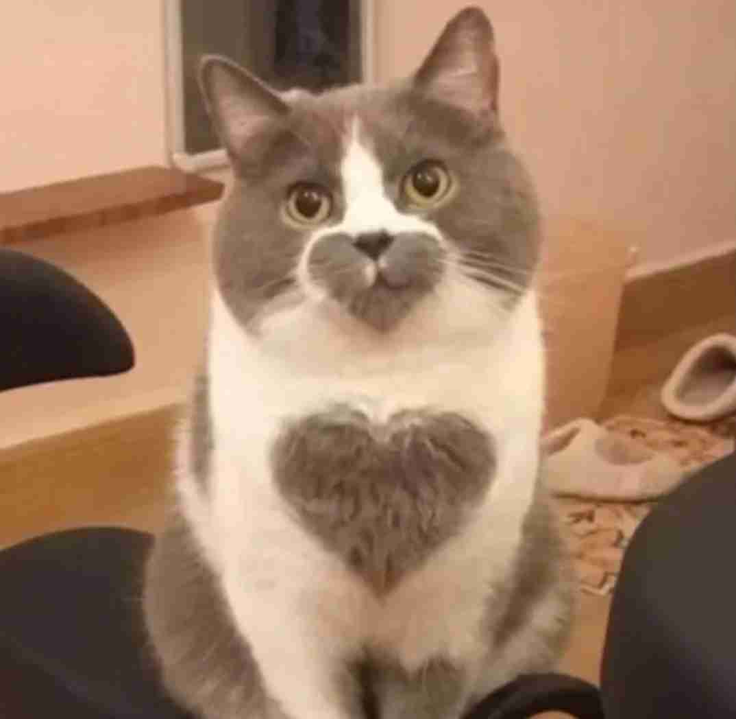 【犬】個性的な模様【猫など】