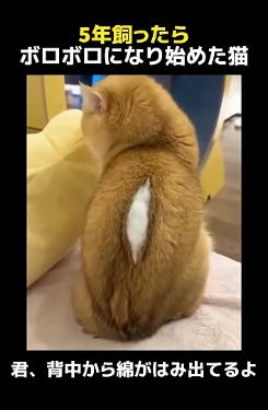 【犬】個性的な模様【猫など】