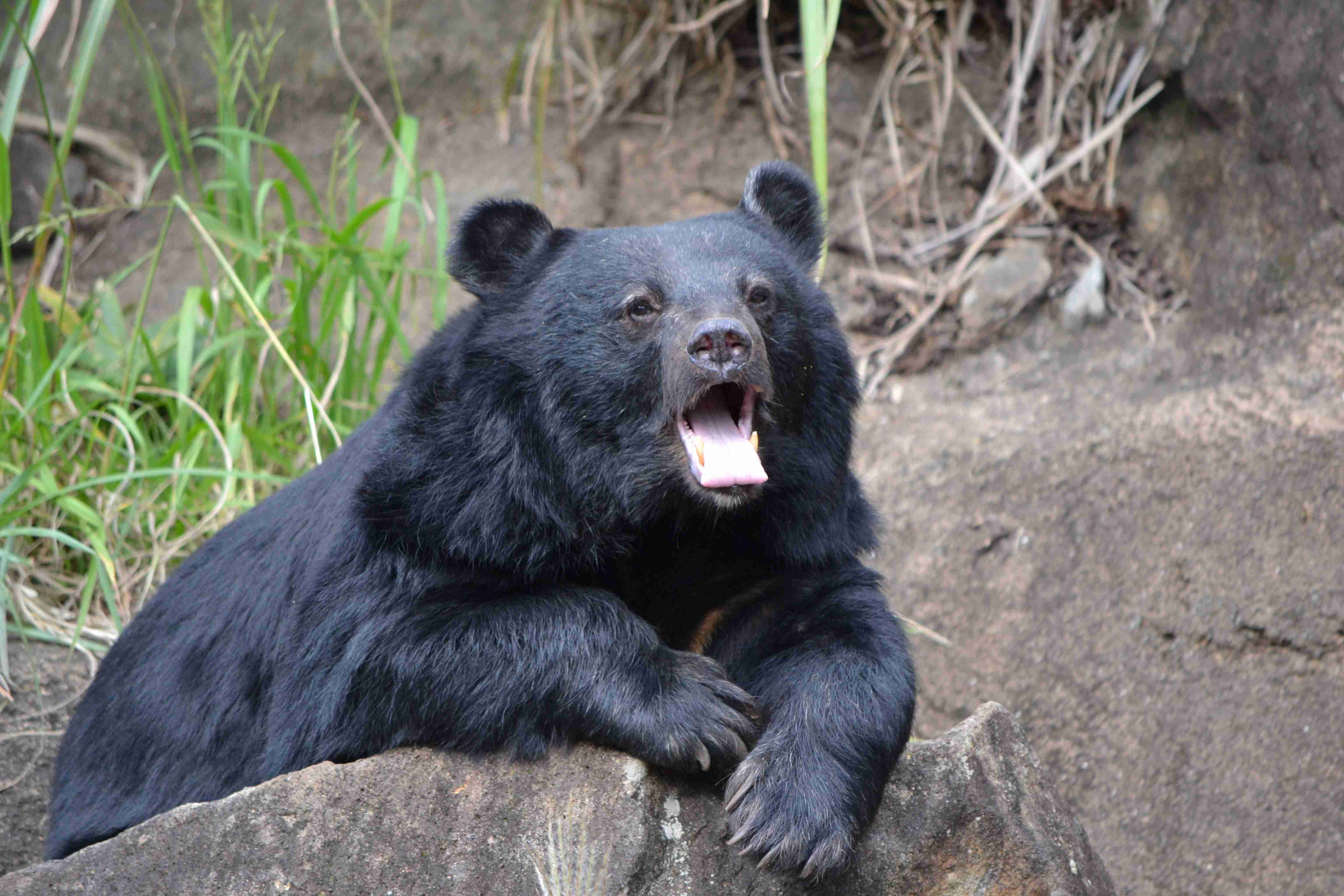 クマ駆除で誤射 小国町が男性を提訴へ　約1600万円を請求