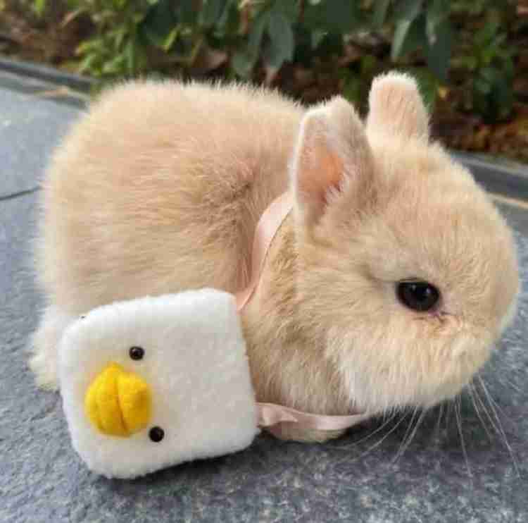 うさぎ飼ってる人！
