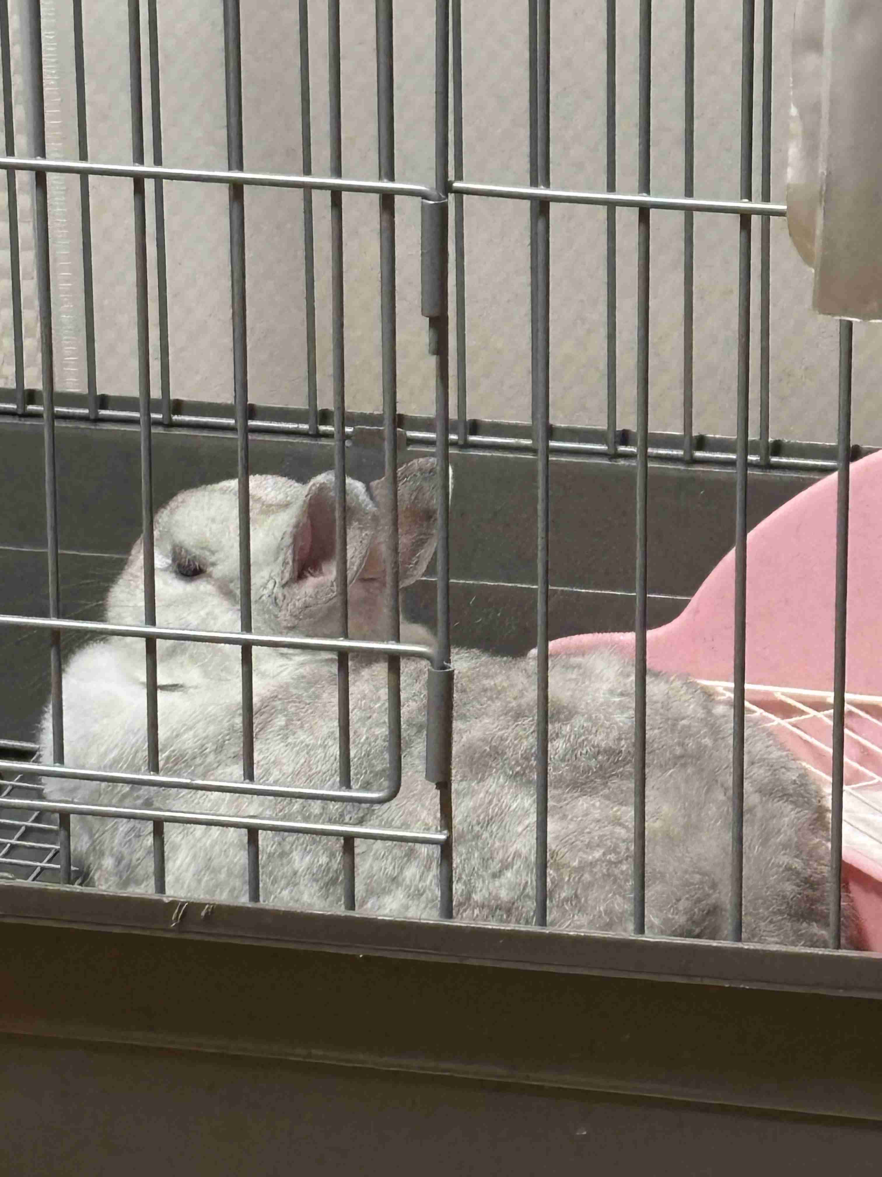 うさぎ飼ってる人！