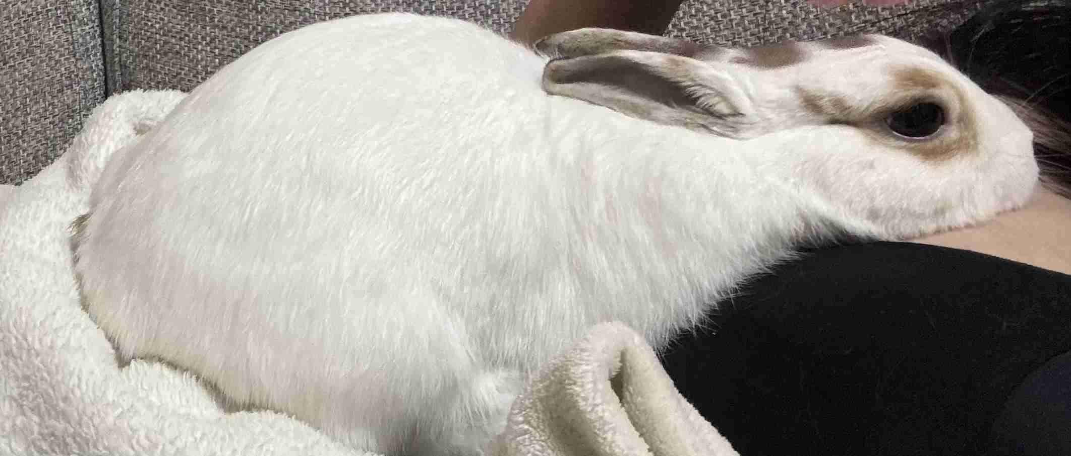 うさぎ飼ってる人！