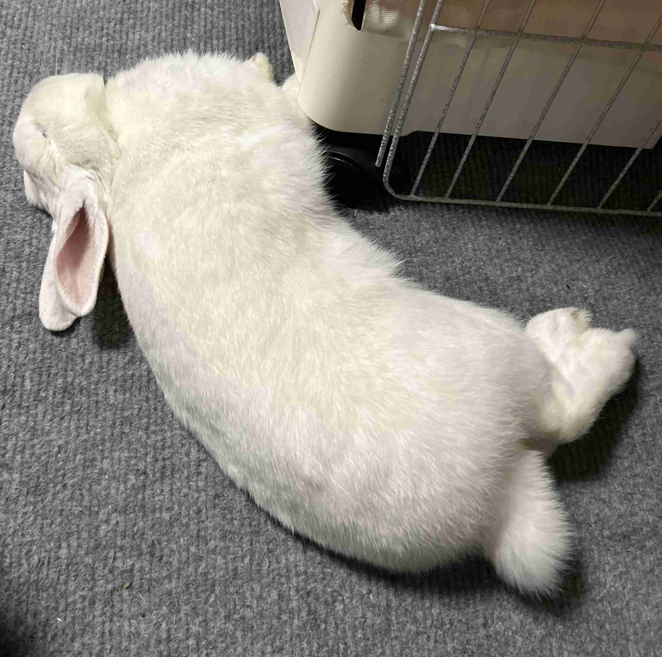 うさぎ飼ってる人！