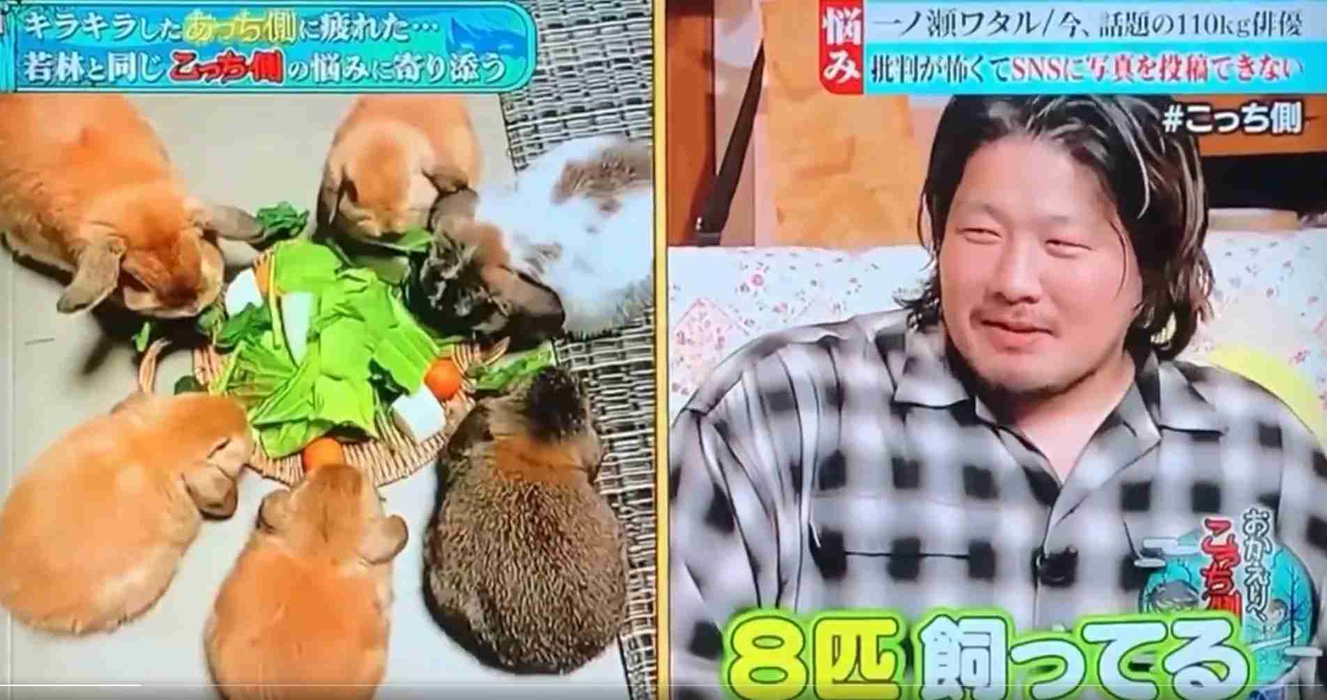 うさぎ飼ってる人！
